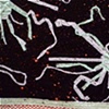 Radiolarian/ 1