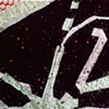 Radiolarian/ 1