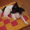 mini.quilts