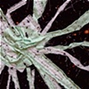 Radiolarian/ 1