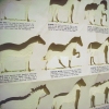 Guide to Horses