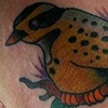 meadow lark
