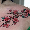 Cherry Blossom