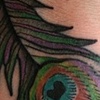peacock feather