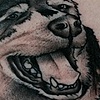 Husky