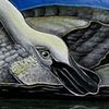 Swan