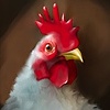 Chick