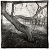 Apple tree, Kennebunkport Maine 2005