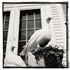Giant whites, Kennebunkport 2004