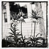 Fritillaria, Phippsburg Maine 2004