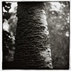Stourhead, Wiltshire England 1997