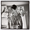 Aurelian lilies, Kennebunkport Maine 2004