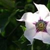 Perfect (datura and bee)