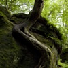 big root