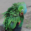Chayote Preening