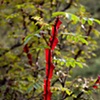 Red thorns