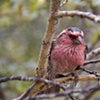 Red Bird