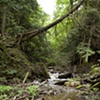 Rivulet