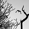 Two vultures
