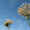 Queen Anne's Lace