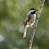 chickadee