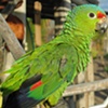 Green Glory