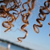 curly locks 