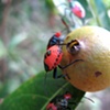 Bug fruit