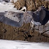 Blue Heron 1