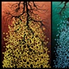 Osmosis diptych
