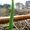 new growth