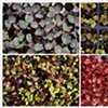 Array