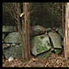 cedars and stone
