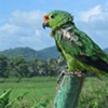 Green Parrotscape