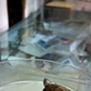 turtles