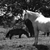 Caballo Blanco
