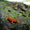 young newt