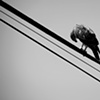 Fauna