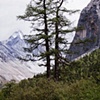 Two trees