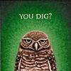 You Dig?
(Burrowing Owl)