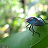 Beetle on leaf