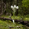 White flower