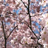 April blossoms