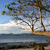 almond tree stretch