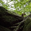 Woodlands series