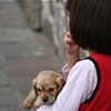 El puppy