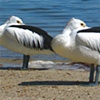Pelican naptime