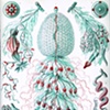 Nitrogen Narcosis