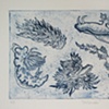 Nudibranchs