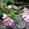 flowers on slate